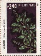 Vitex negundo