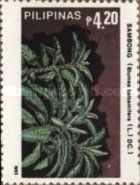 Blumea balsamifera