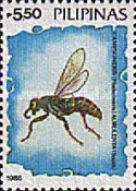 Scoliid Wasp (Campsomeris aurulenta)