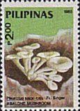 Abalone