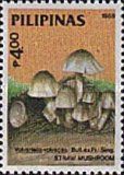 Straw (Volvariella volvacea)