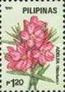 Oleander (Nerium)