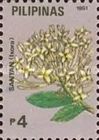 Ixora sp. (white)
