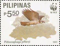 Philippine Eagle (Pithecophaga jefferyi)