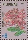 Pink ixora
