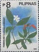 Pandakaki (Ervatamia pandacaqui)