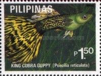 King Cobra Guppy (Poecilia reticulata)
