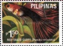 Red-tailed Guppy (Poecilia reticulata)
