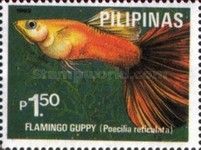 Flamingo Guppy (Poecilia reticulata)
