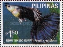 Neon Tuxedo Guppy (Poecilia reticulata)