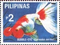 Bubble-eyed Goldfish (Carassius gibelio forma auratus)