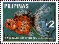 Pearl-scale Goldfish (Carassius gibelio forma auratus)
