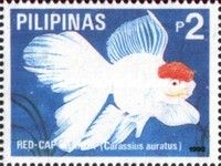 Red-capped Oranda (Carassius gibelio forma auratus)