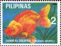 Lionhead Goldfish (Carassius gibelio forma auratus)