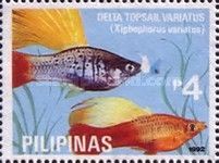 Delta Topsail Platy (Xiphophorus variatus)