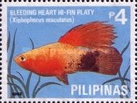 Bleeding Heart Hi-fin Platy (Xiphophorus maculatus)