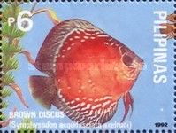 Brown Discus (Symphysodon aequifasciata ssp. axelrodi)