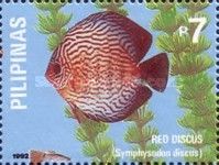 Red Discus (Symphysodon discus)