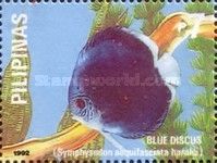 Blue Discus (Symphysodon aequifasciata ssp. haraldi)