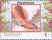 Blue-headed Fantail (Rhipidura cyaniceps)
