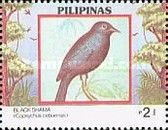 Black Shama (Copsychus cebuensis)