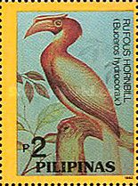 Rufous Hornbill (Buceros hydrocorax)
