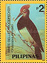 White-bellied Woodpecker (Dryocopus javensis)
