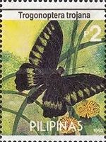 Palawan Birdwing (Trogonoptera trojana)