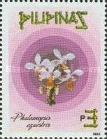 Phalaenopsis equestris