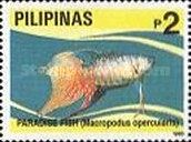 Paradise Fish (Macropodus opercularis)