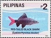Red-tailed Black Shark (Epalzeorhynchus bicolor)