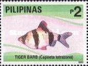 Tiger Barb (Capoeta tetrazona)
