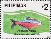 Cardinal Tetra (Paracheirodon axelrodi)