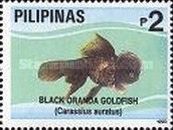 Black Oranda (Carassius auratus)