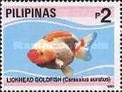 Lionhead Goldfish (Carassius gibelio forma auratus)