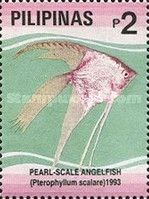 Pearlscale Angelfish (Pterophyllum scalare)