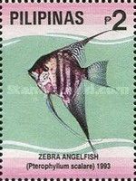 Zebra Angelfish (Pterophyllum scalare)