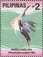 Marble Angelfish (Pterophyllum scalare)