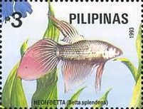 Neon Betta (Betta splendens)