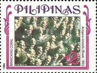 Wide Star Acropora (Acropora latistella)