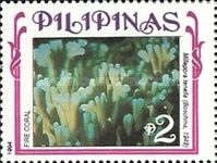 Fire Coral (Millepora tenella)