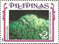 Octopus Coral (Galaxea fascicularis)