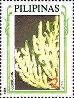 Bamboo Coral (Isis sp.)