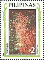 Octocoral (Plexaura sp.)