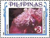 Smal Crested Soft Coral (Xenia puertogalerae)