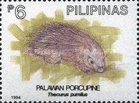 Palawan Porcupine (Thecurus pumilus)