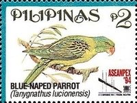 Blue-naped Parrot (Tanygnathus lucionensis)
