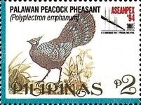 Palawan Peacock-pheasant (Polyplectron emphanum)