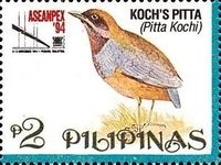 Koch's Pitta (Pitta kochi)