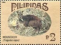 Philippine Mousedeer (Tragulus napu)